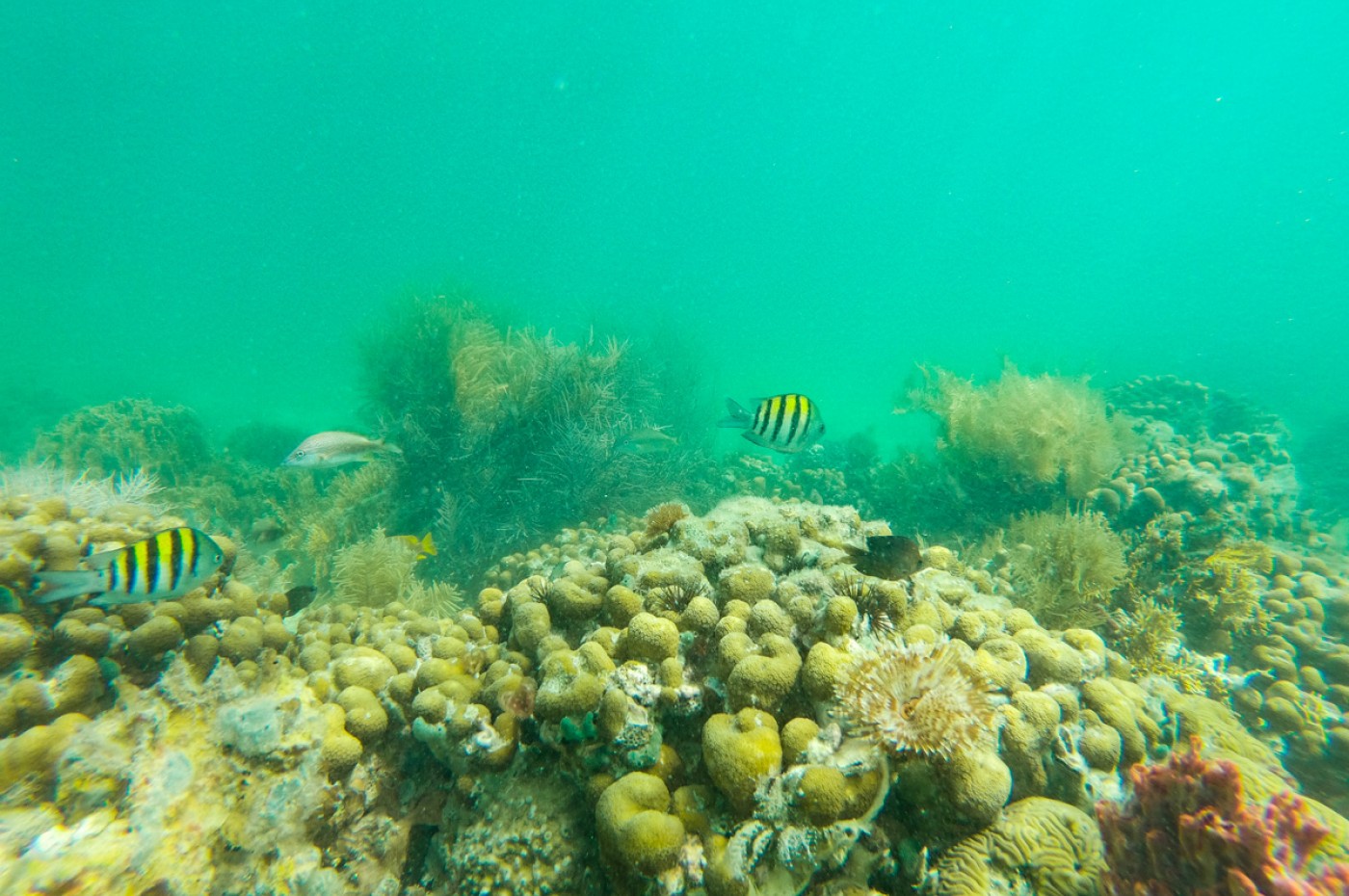 Bocas del Toro