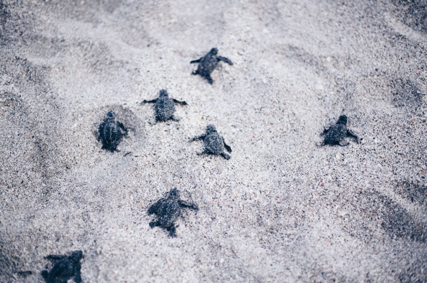 Ylang Ylang Beach Resort, Montezuma