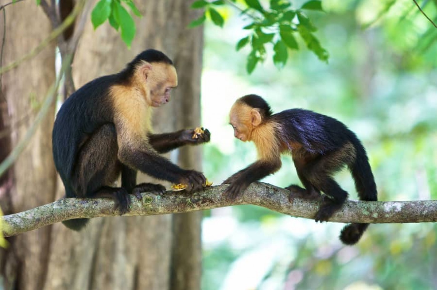 Monkeys - Costa Rica