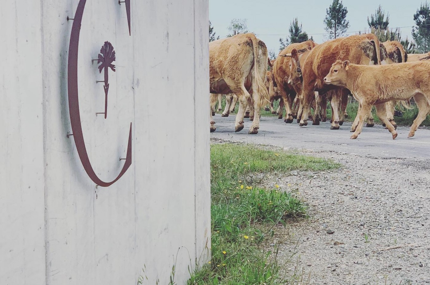 Craveiral Traffic Jam