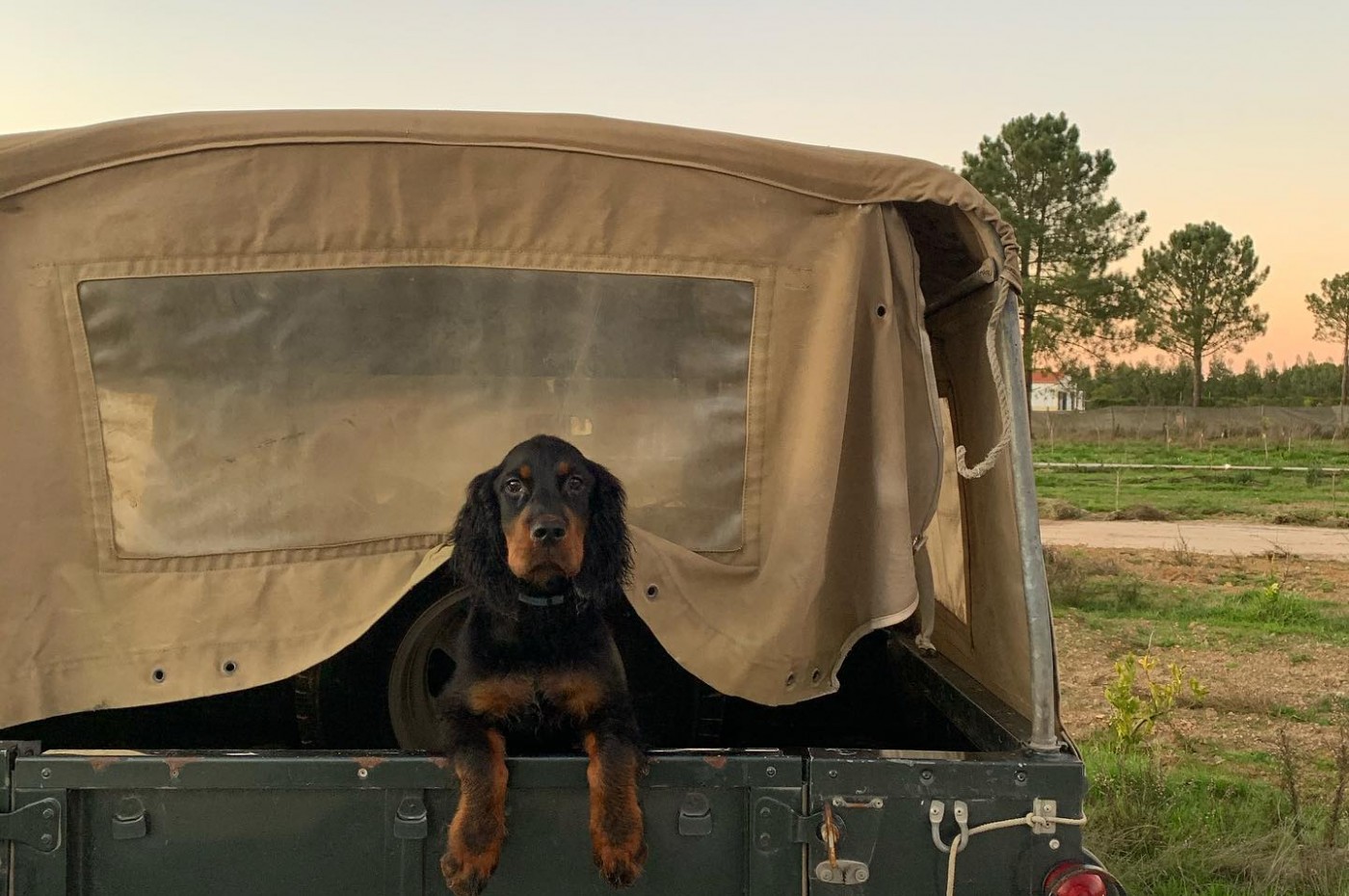 Craveiral dog
