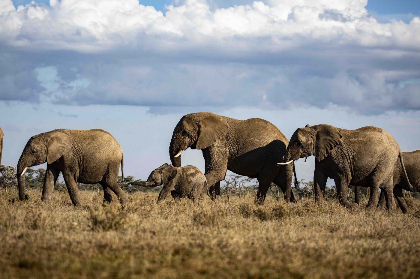 Segera Retreat, Laikipia
