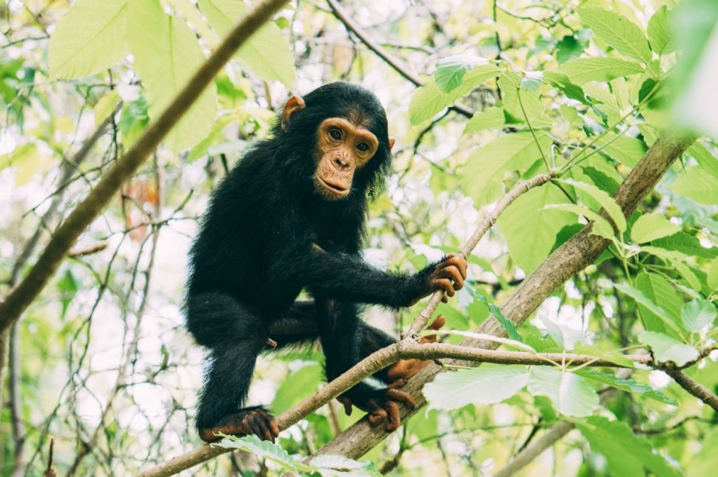 Greystoke Mahale, Mahale Mountains National Park, Tanzania