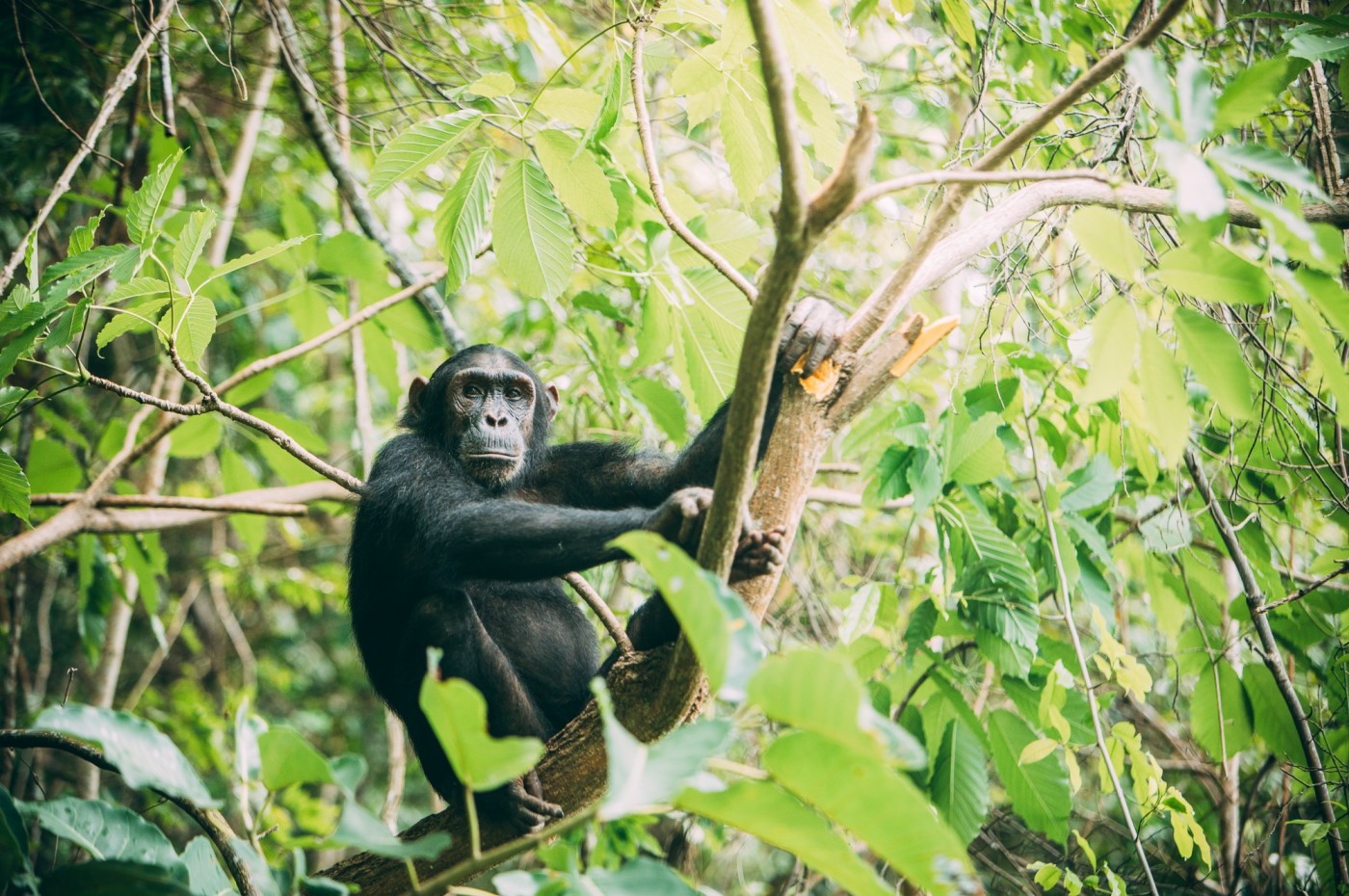 Greystoke Mahale, Mahale Mountains National Park, Tanzania