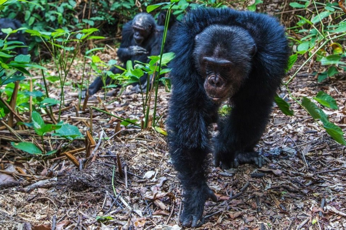 Greystoke Mahale, Mahale Mountains National Park, Tanzania