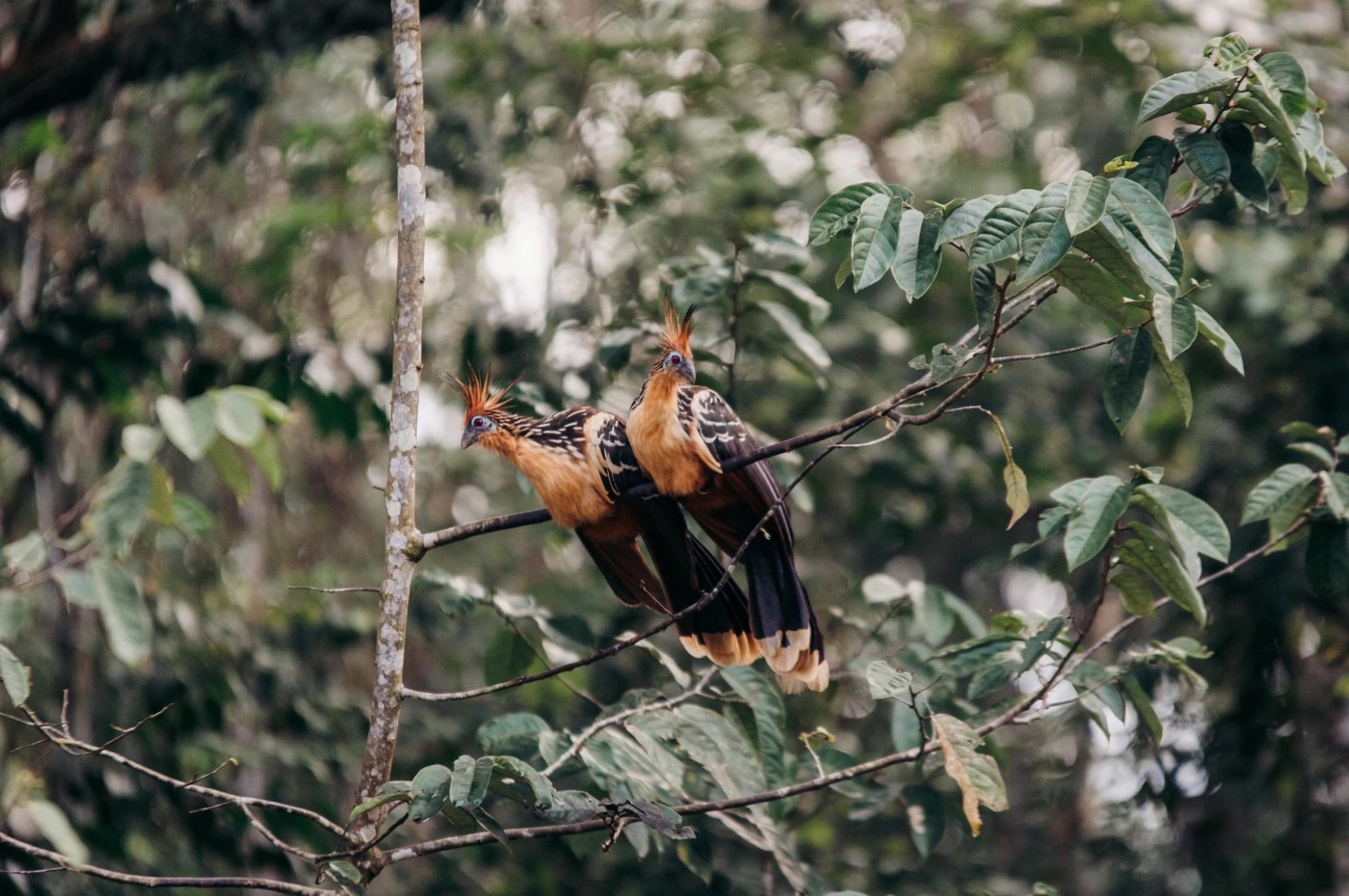 Kapawi Eco Lodge, Amazonas, Ecuador