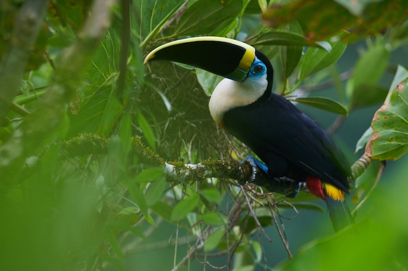 Sani Lodge, Amazonas, Ecuador