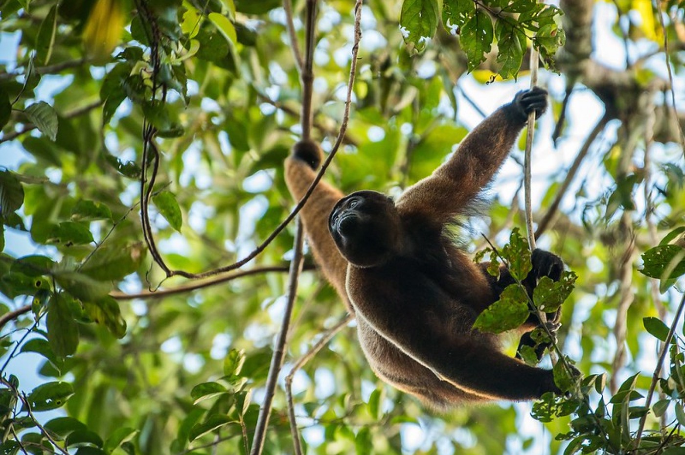 Sani Lodge, Amazonas, Ecuador