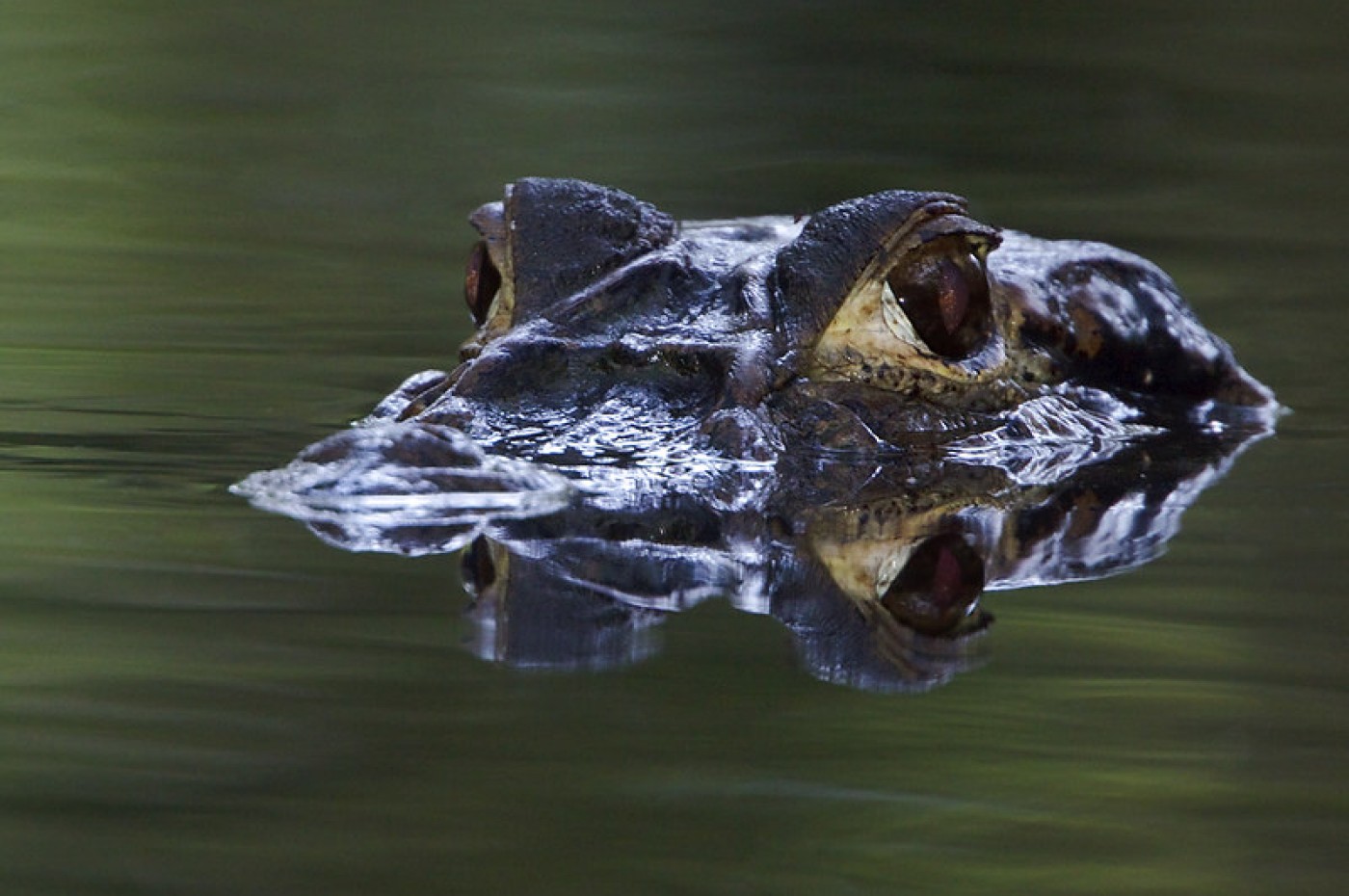Sani Lodge, Amazonas, Ecuador