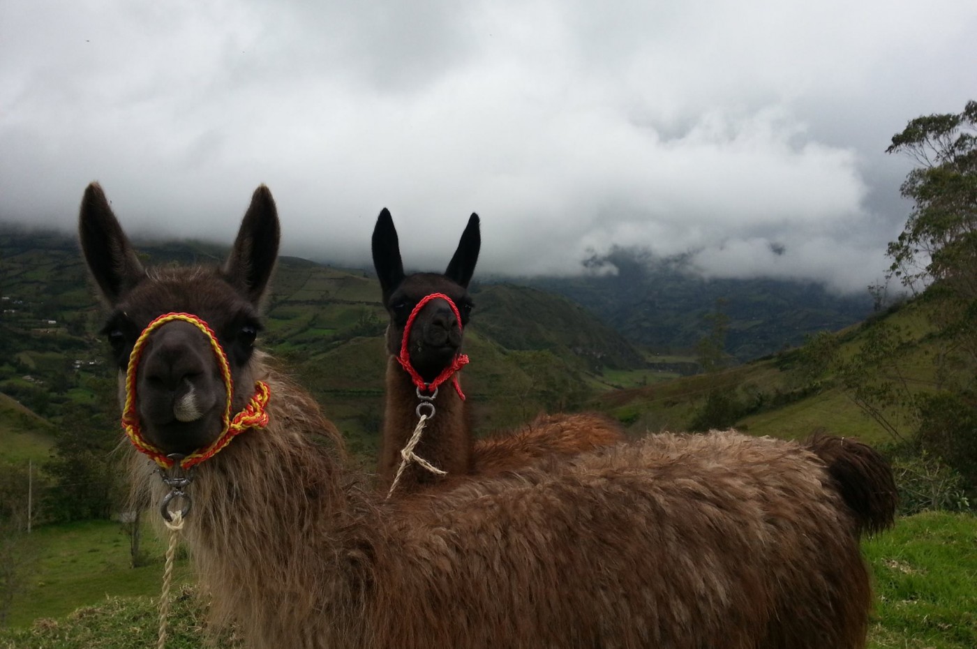 Llu Llu Llama, Ecuador