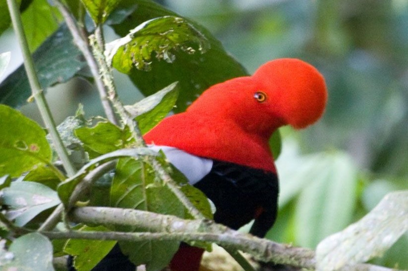 Maquipucuna Reserve and Ecolodge, Ecuador