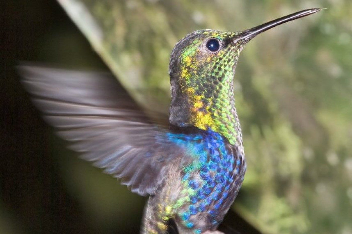 Maquipucuna Reserve and Ecolodge, Ecuador