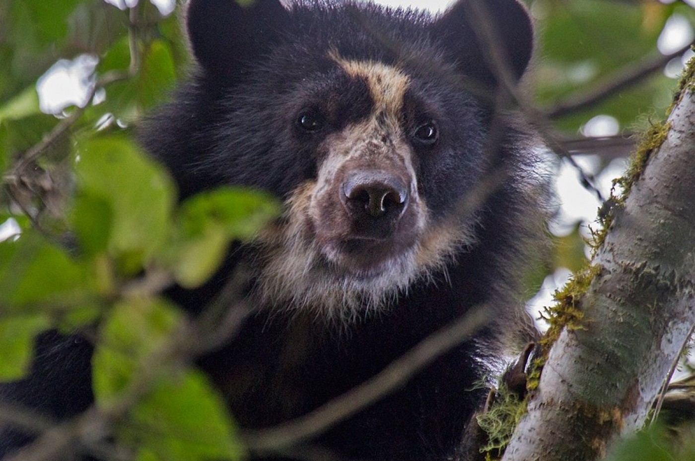 Maquipucuna Reserve and Ecolodge, Ecuador