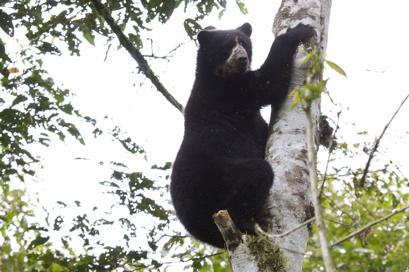 Maquipucuna Reserve and Ecolodge, Ecuador