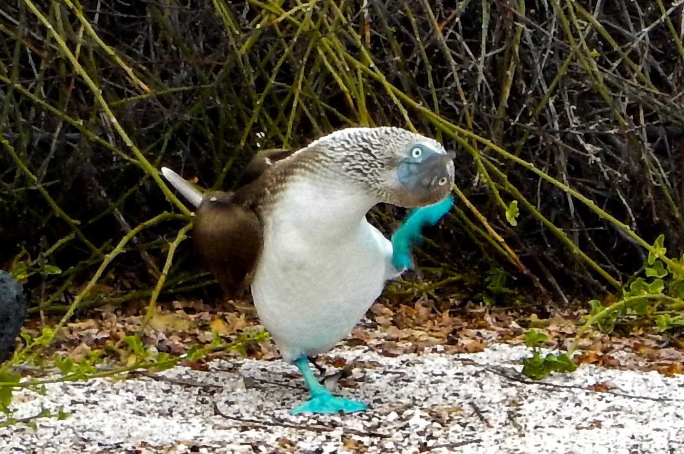 Blåfodet sule, Galapagos
