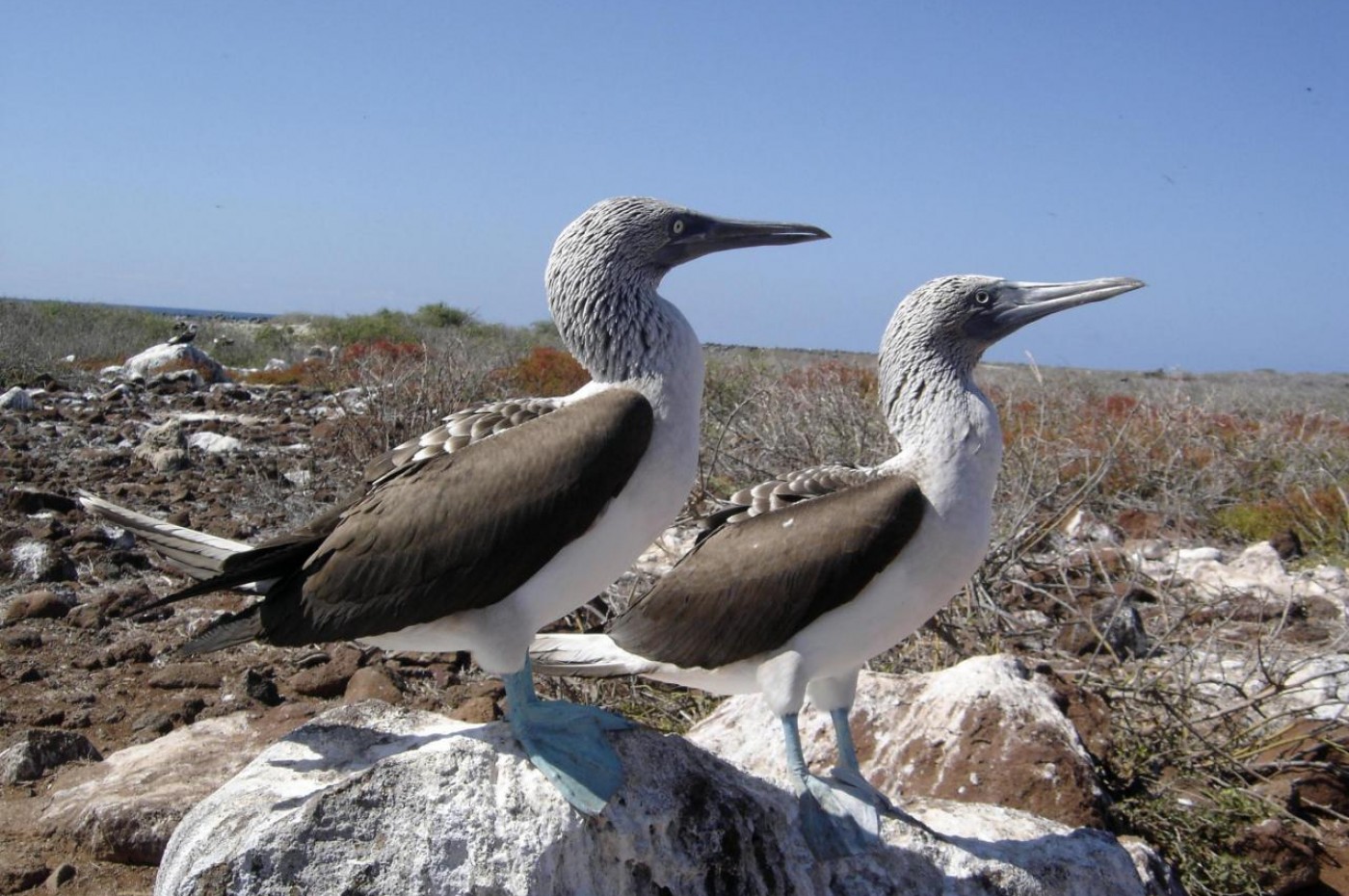Casa Marita, Isabela, Galapagos
