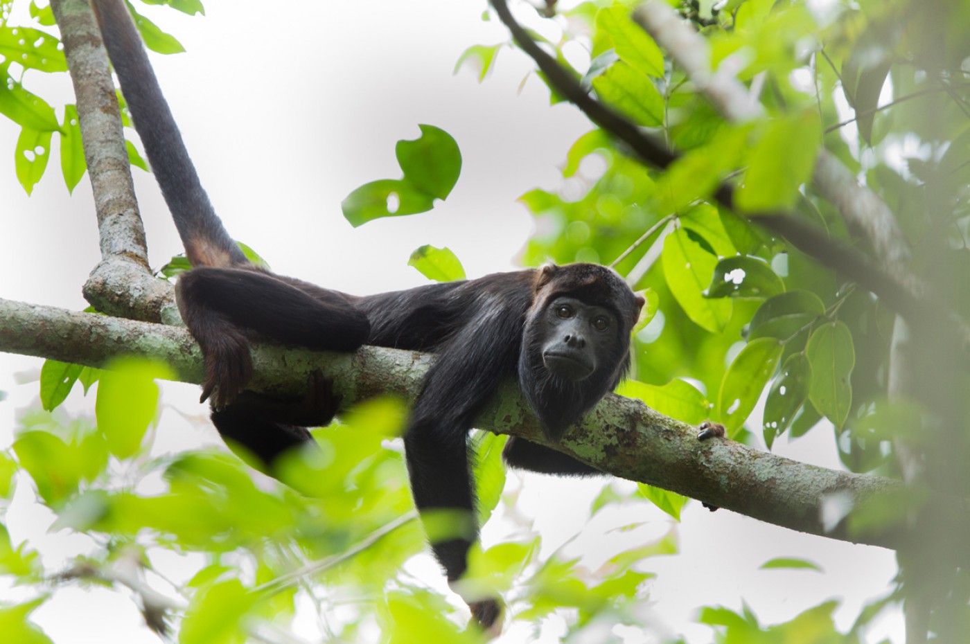 Cristalino Lodge, the Amazon, Brazil