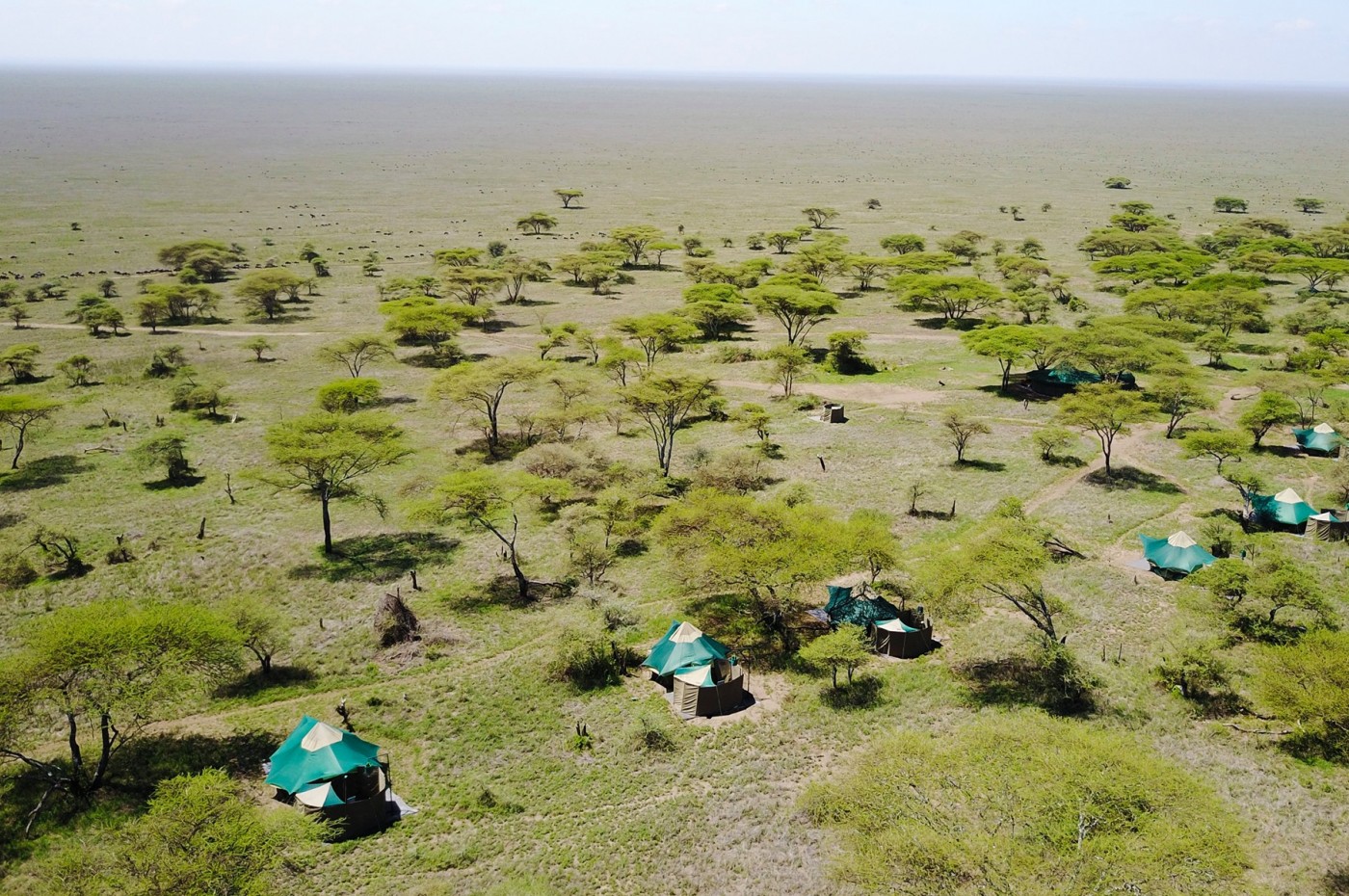 Wayo Serengeti Green Camp, Nabi