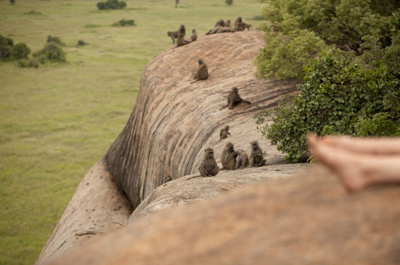Wayo Serengeti Walking Camp