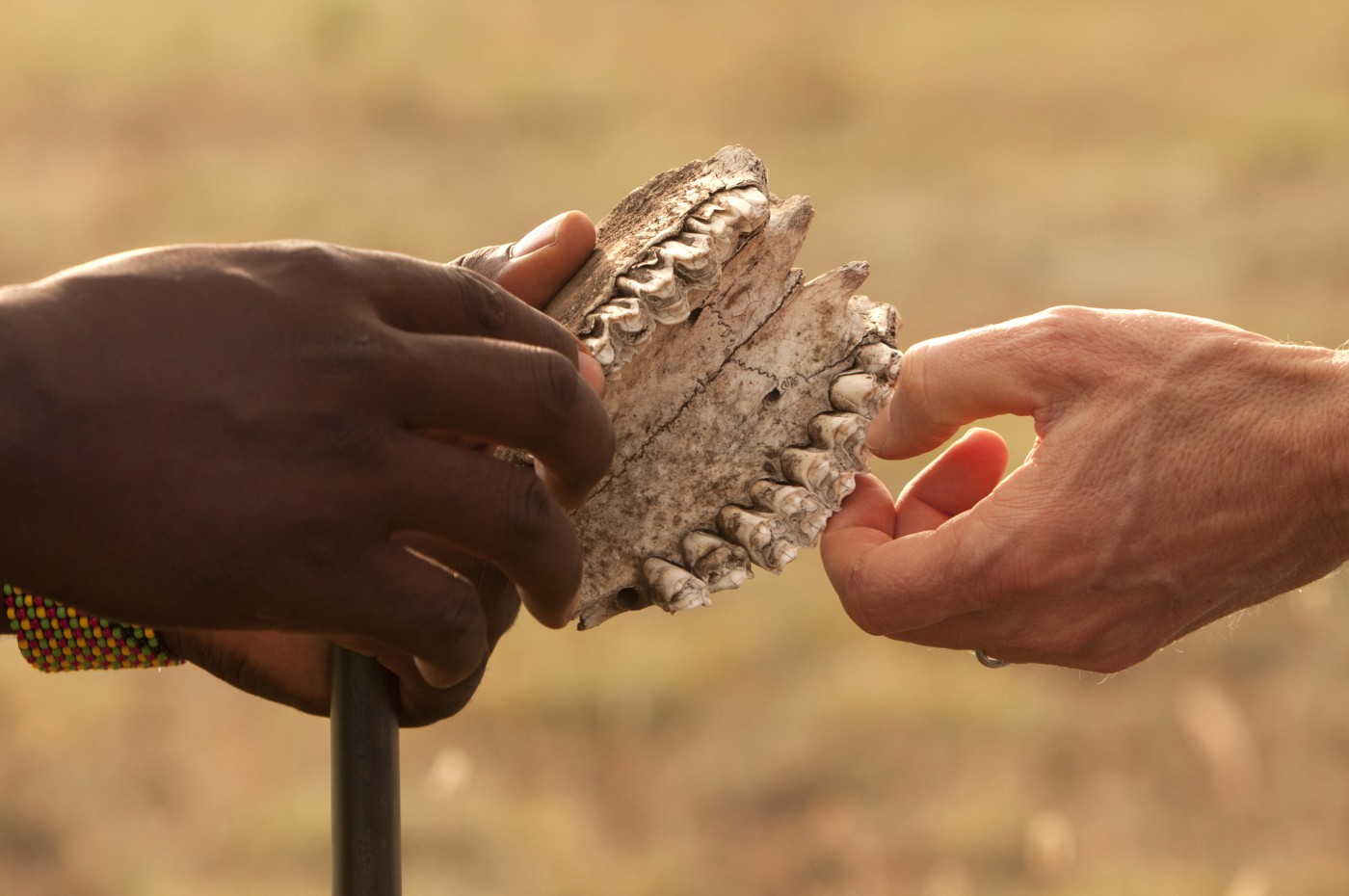 Wayo Serengeti Walking Camp