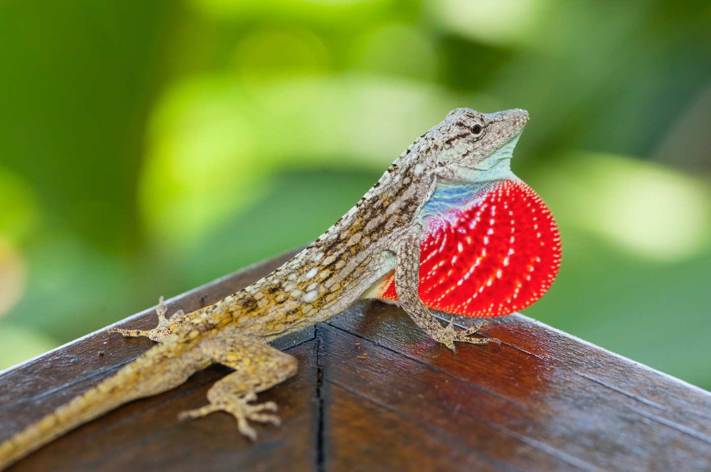 Lapa Rios, Osa Peninsula, Costa Rica