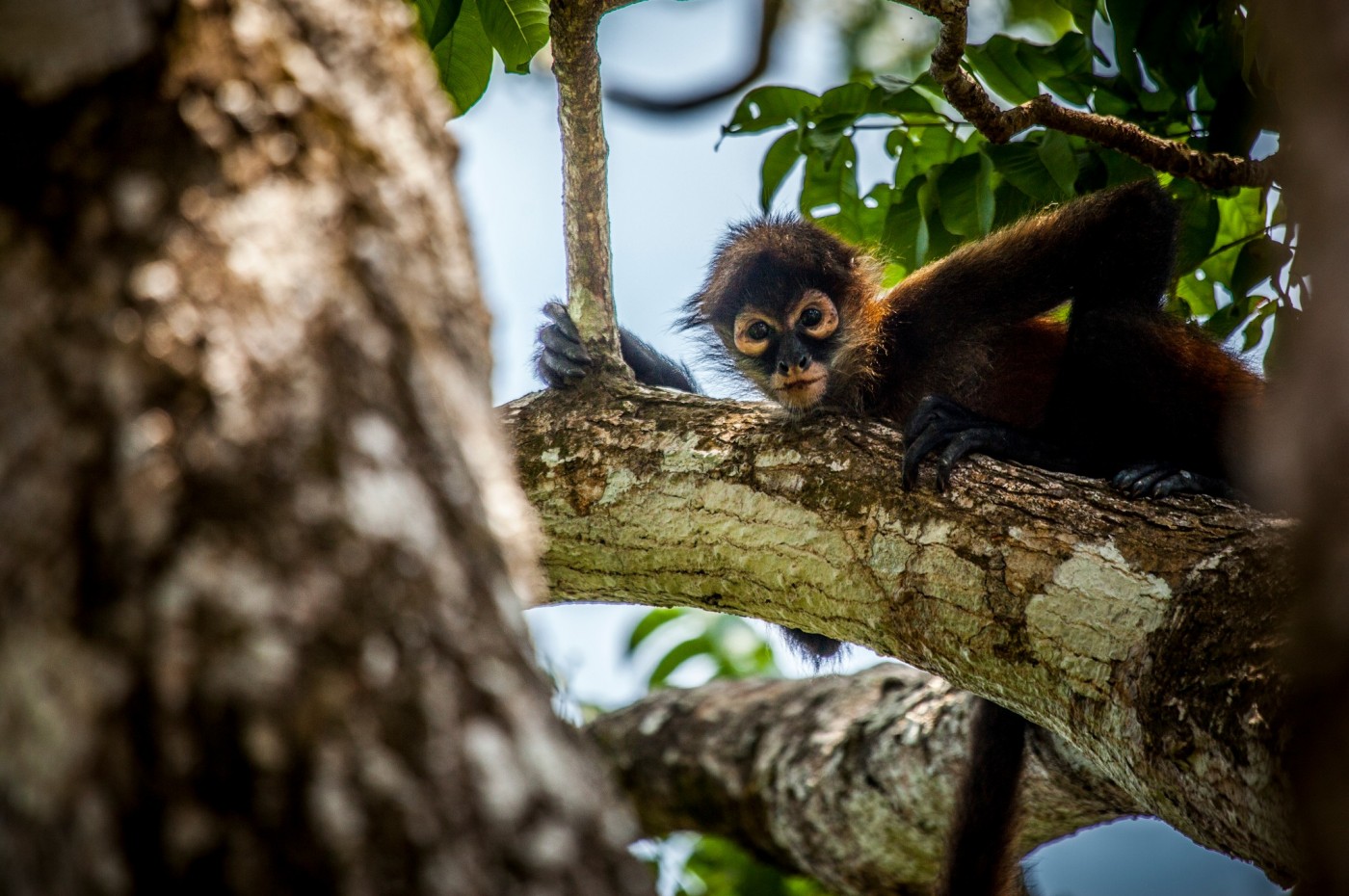 Lapa Rios, Osa Peninsula, Costa Rica