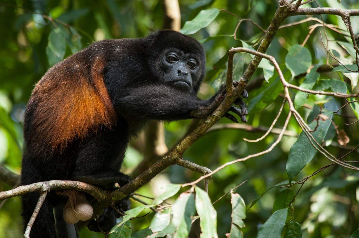 Lapa Rios, Osa Peninsula, Costa Rica