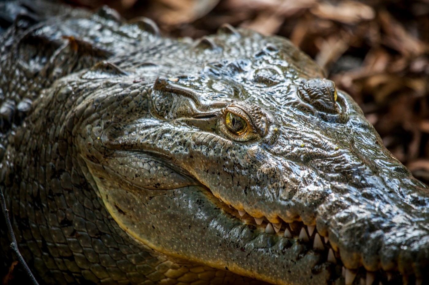 Lapa Rios, Osa Peninsula, Costa Rica