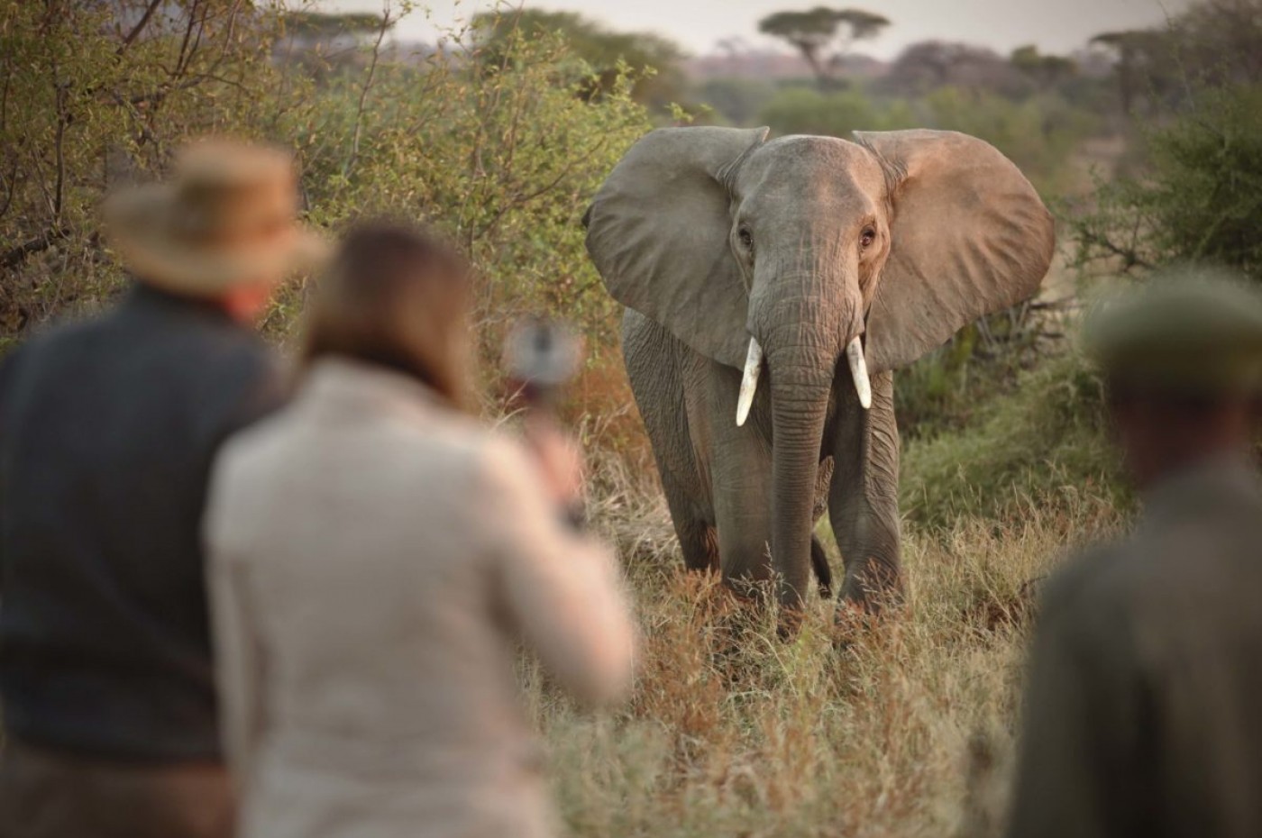 Kichaka Expeditions, Ruaha, Tanzania