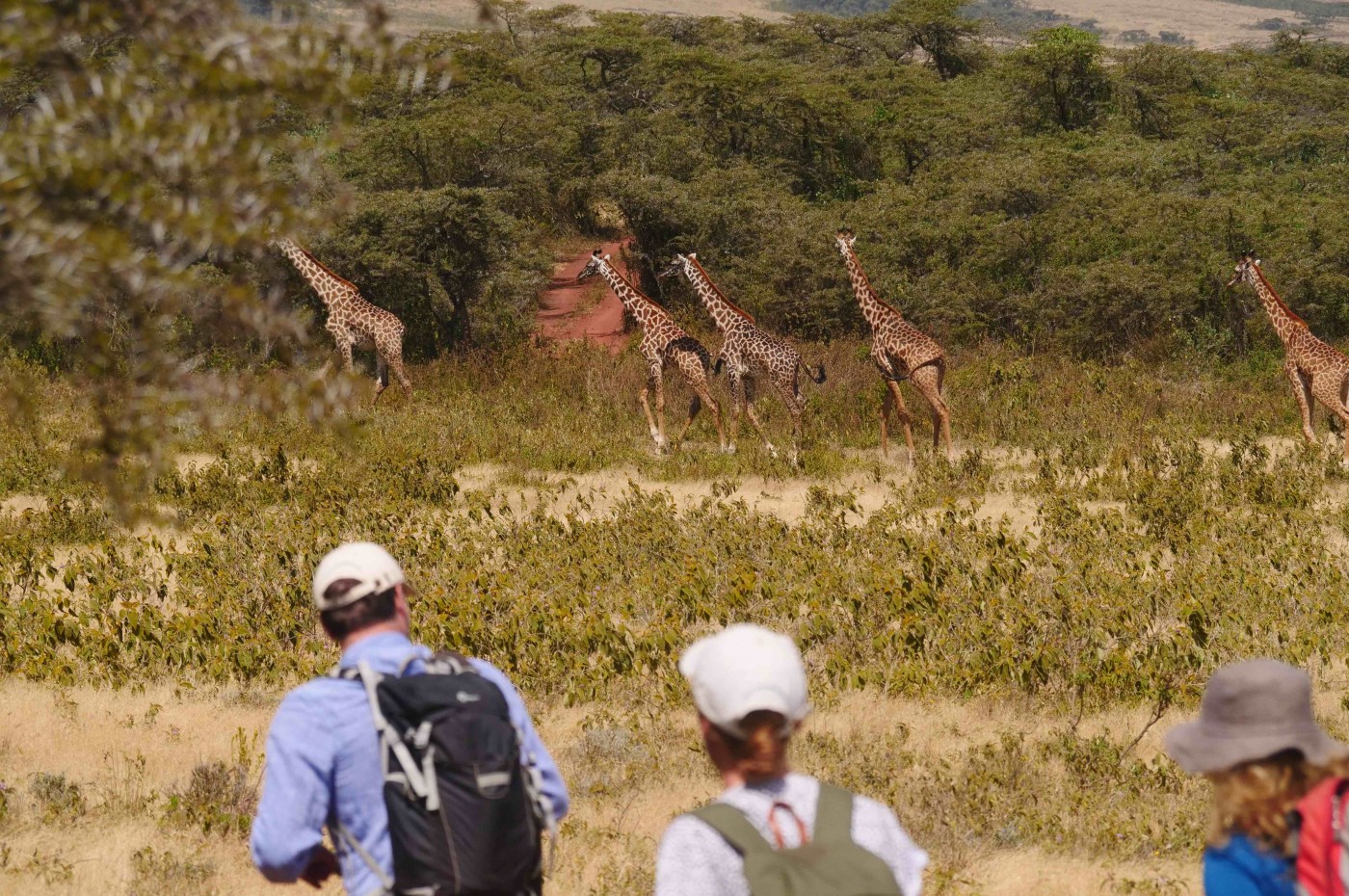 Wayo Ngorongoro walking safari, Tanzania