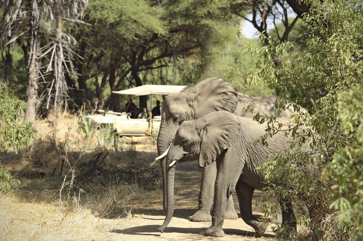 Kichaka Expeditions, Ruaha, Tanzania