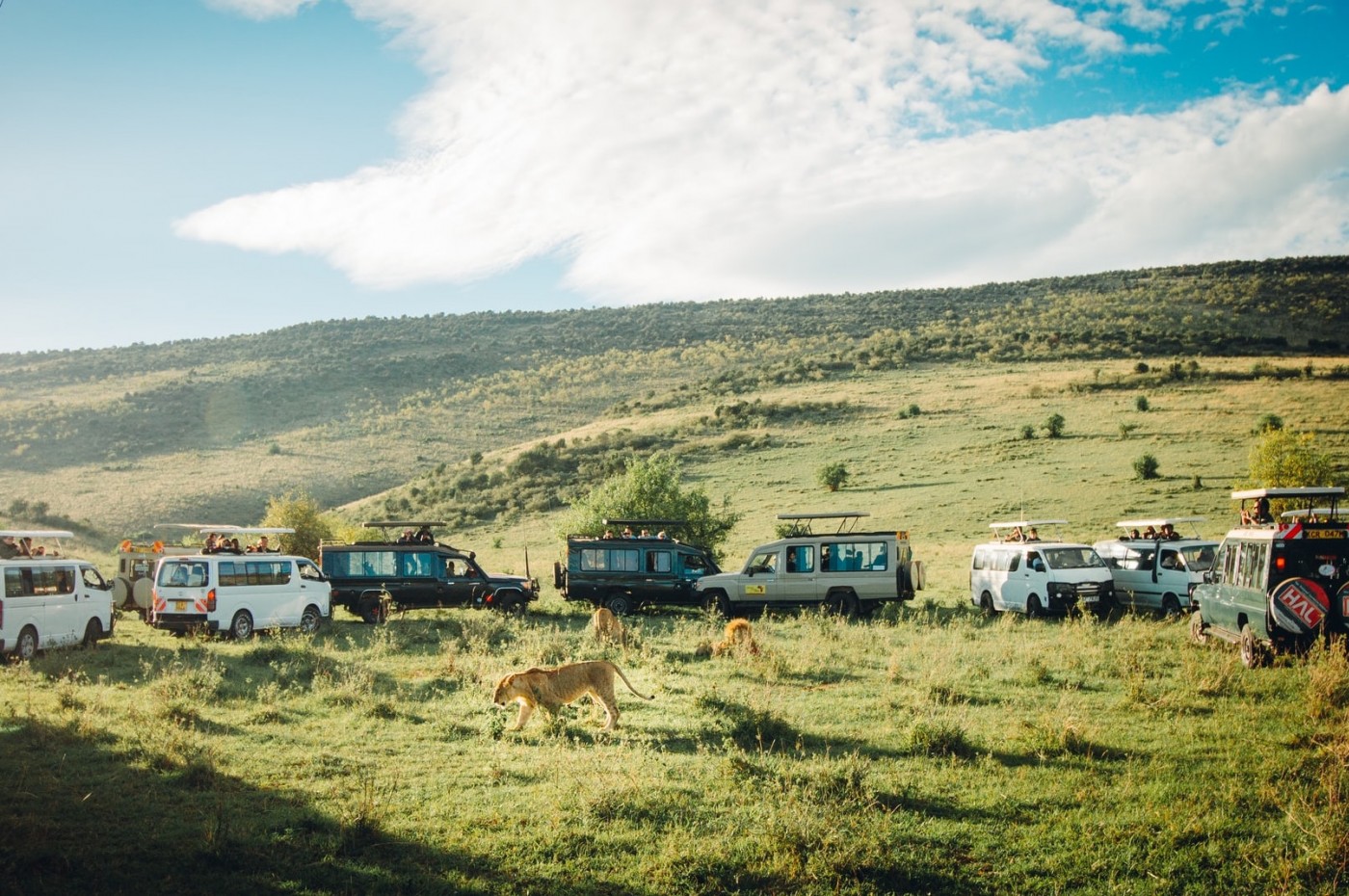 Masai Mara Traffic Jam, Kenya