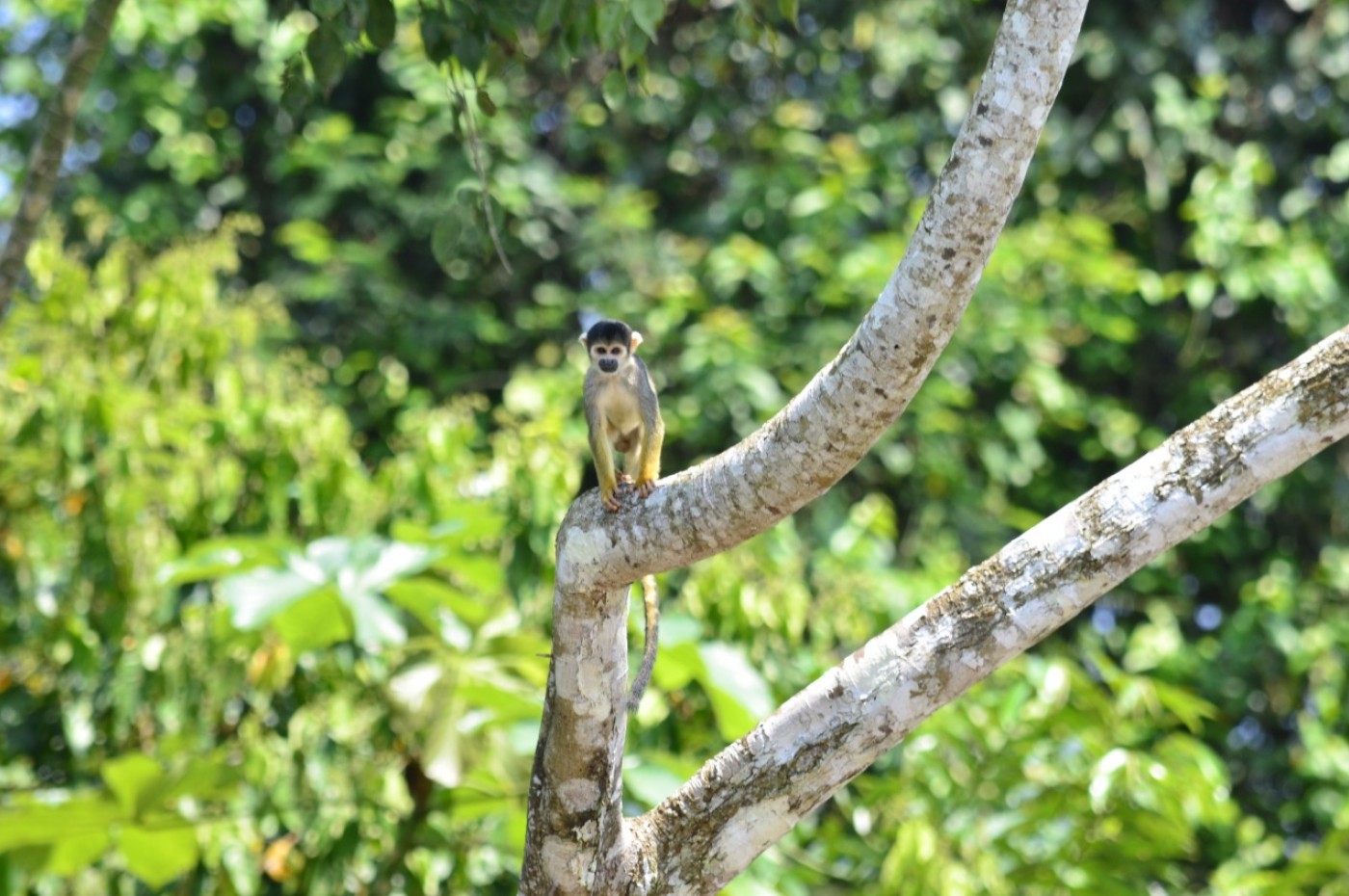 Uakari Lodge, Amazonas, Brazil