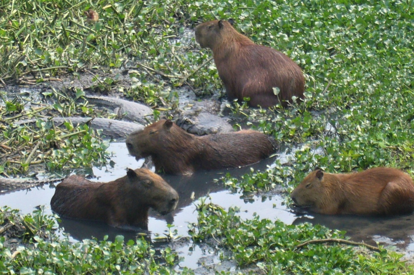 Uakari Lodge, Amazonas, Brazil