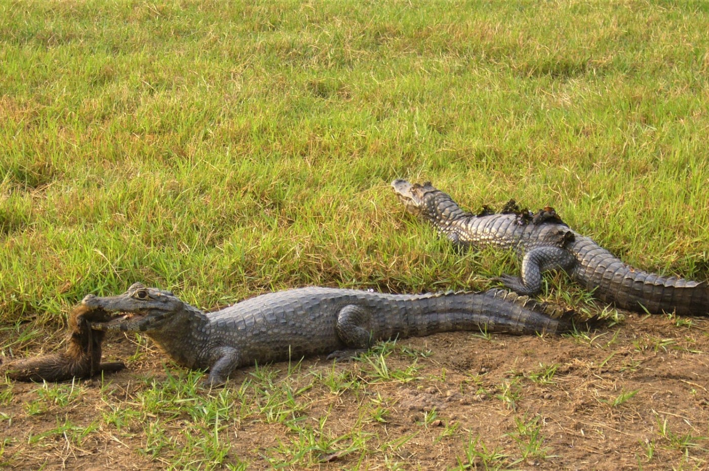 Uakari Lodge, Amazonas, Brazil
