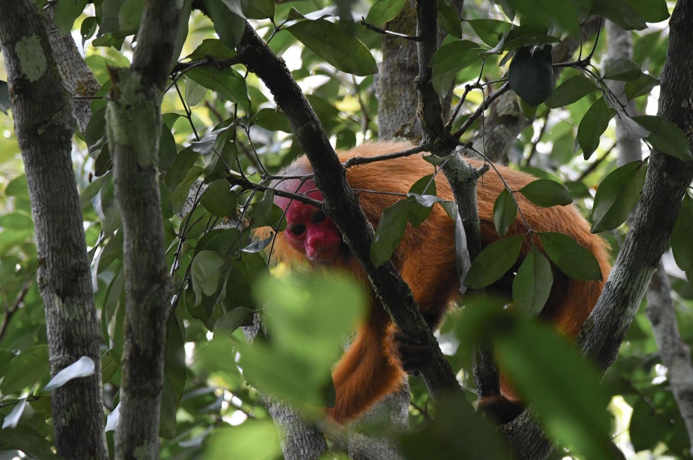 Uakari Lodge, Amazonas, Brazil