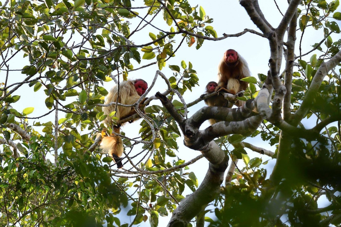 Uakari Lodge, Amazonas, Brazil