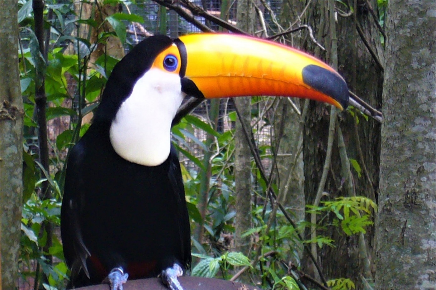 Uakari Lodge, Amazonas, Brazil