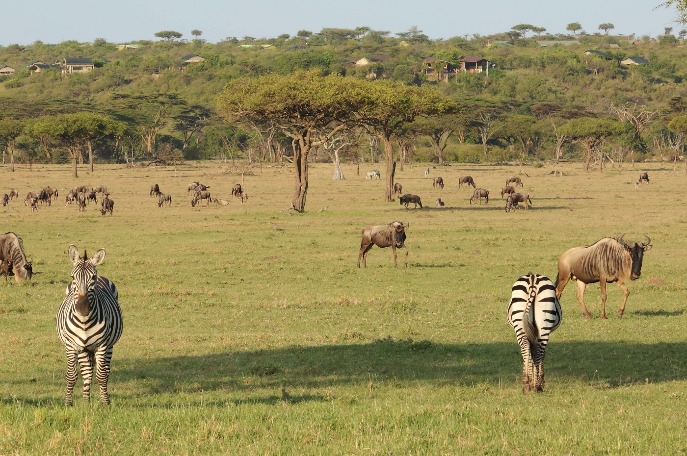 Eagle View, Masai Mara, Kenya