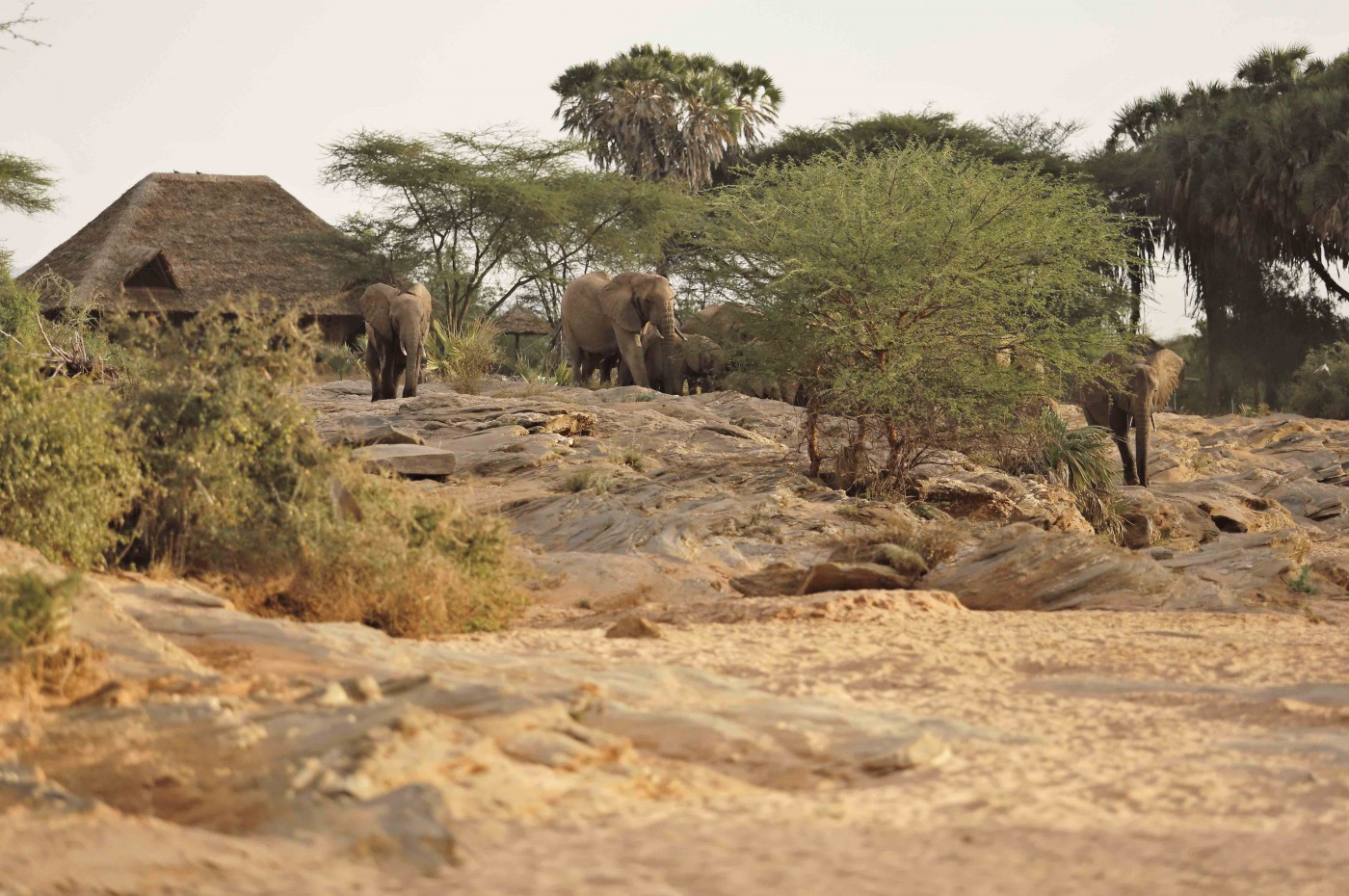 Saruni Rhino, Samburu, Kenya