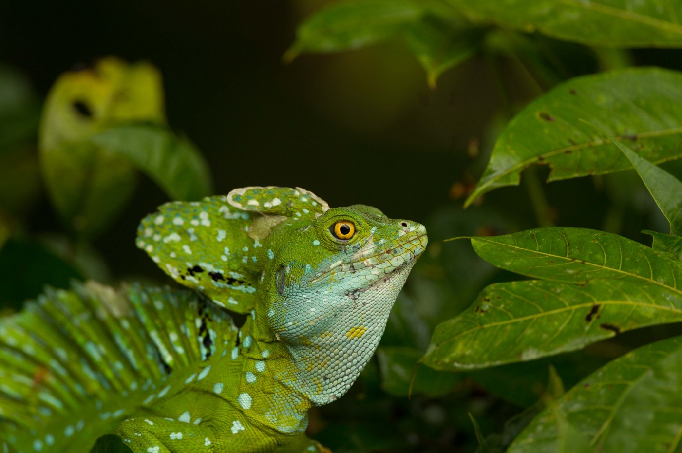 Jens Høgsted Costa Rica