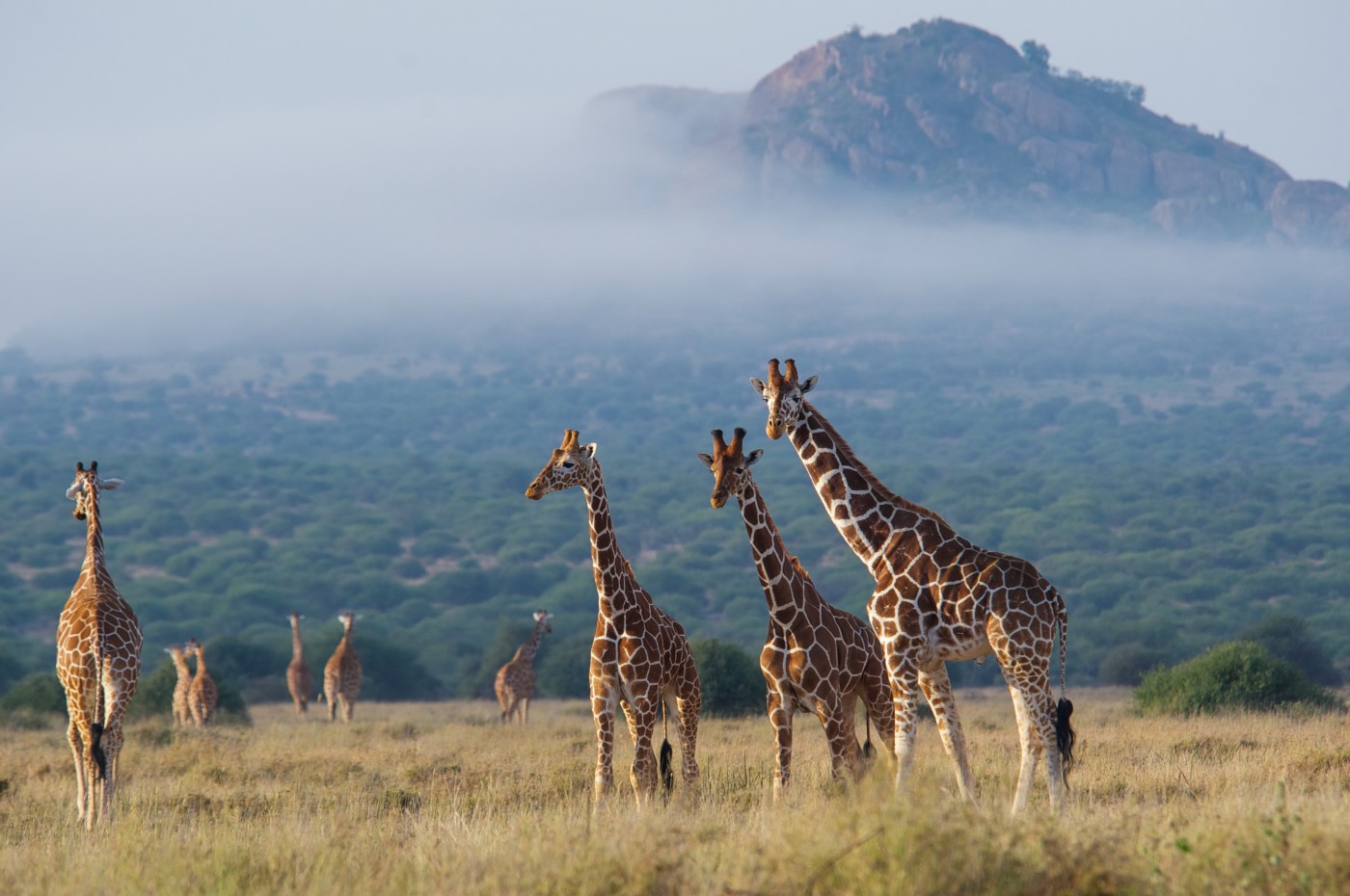 Karisia Walking Safari, Laikipia, Kenya