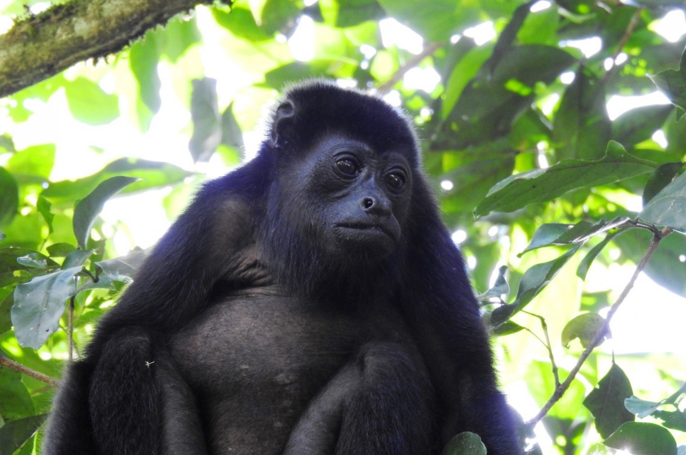 Maquenque Ecolodge, Costa Rica