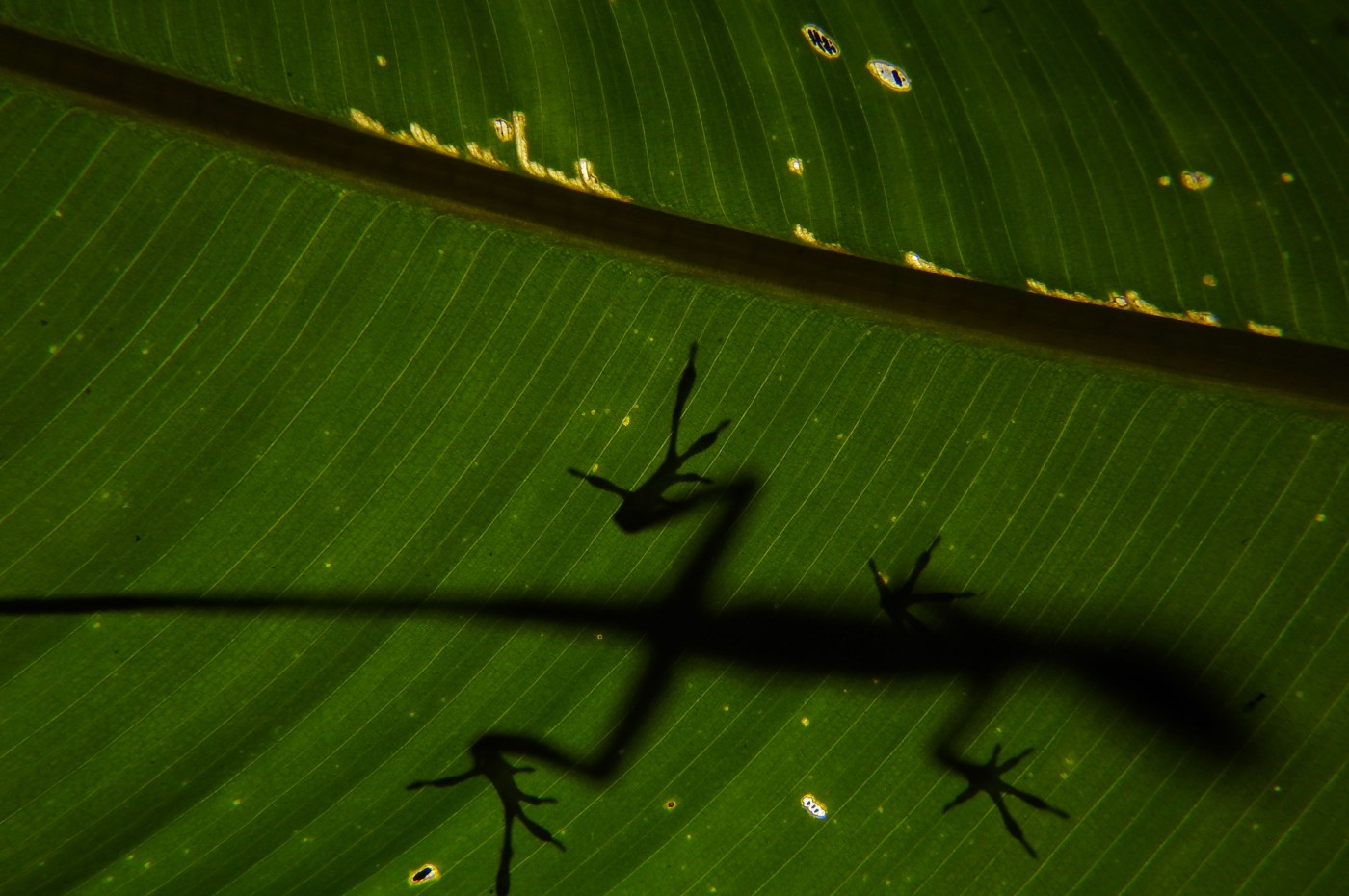 Maquenque Ecolodge, Costa Rica