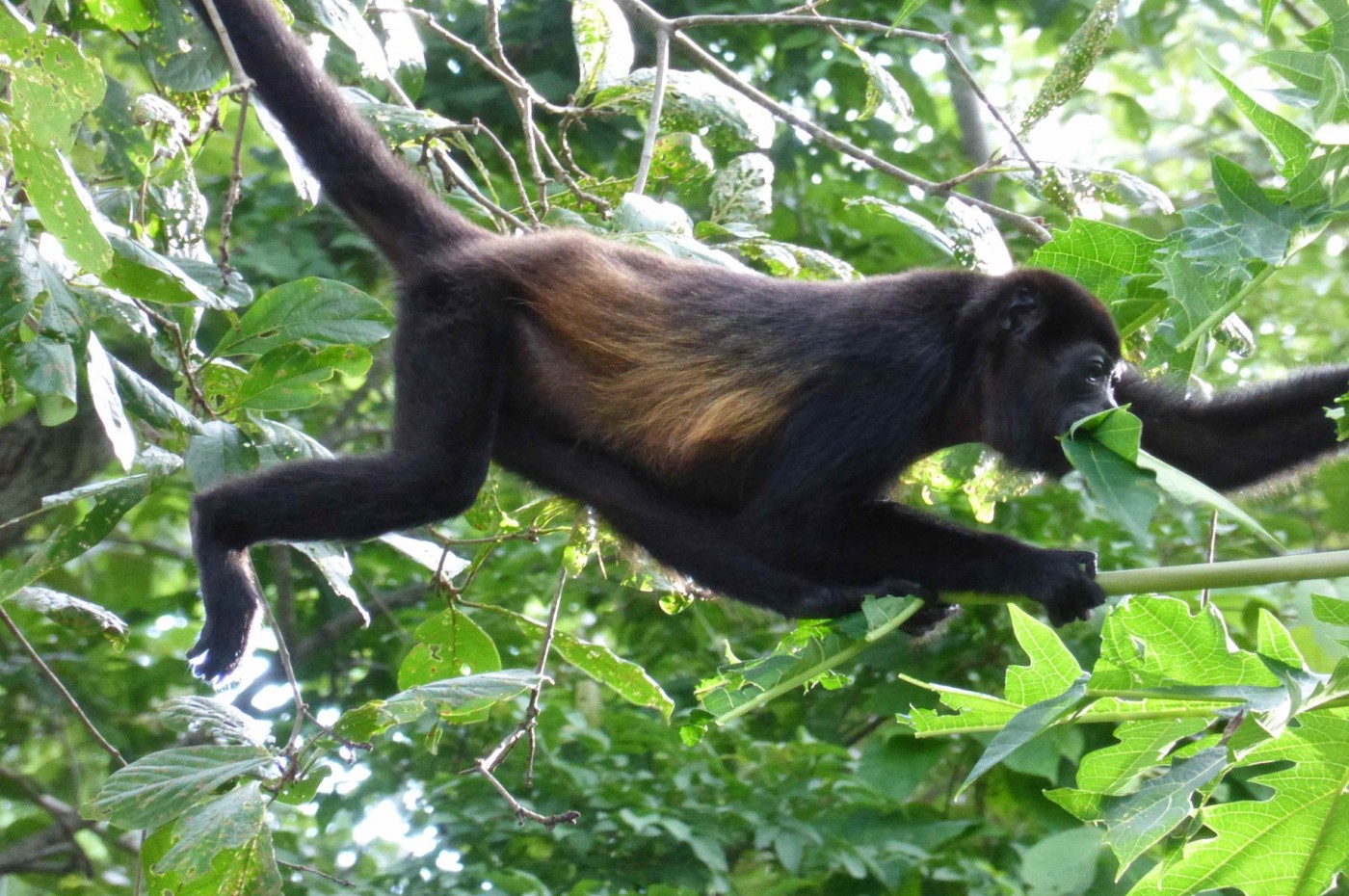 abe på Mundo Milo Eco Lodge, Guanacaste, Costa Rica