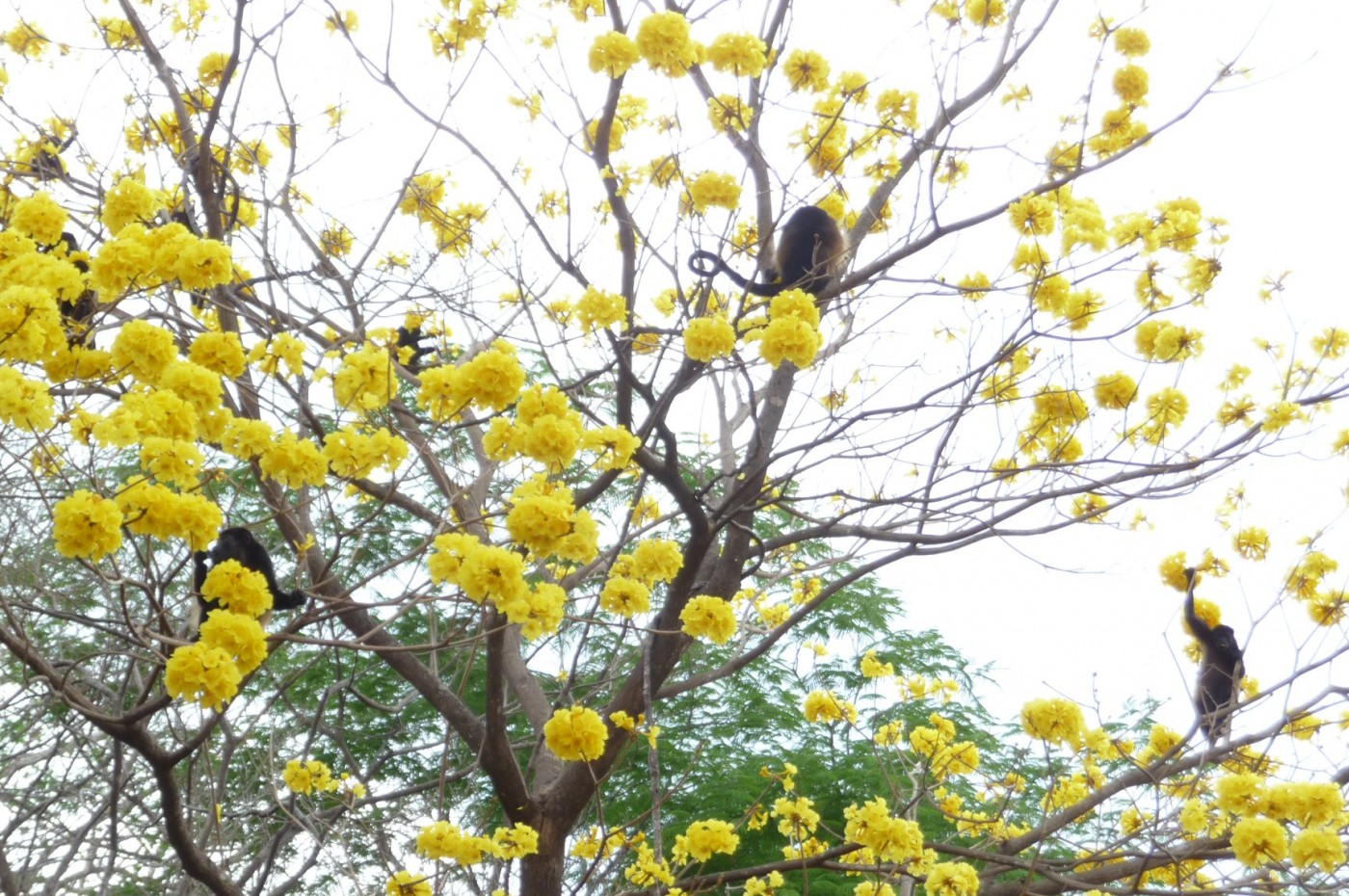 Mundo Milo Eco Lodge, Guanacaste, Costa Rica