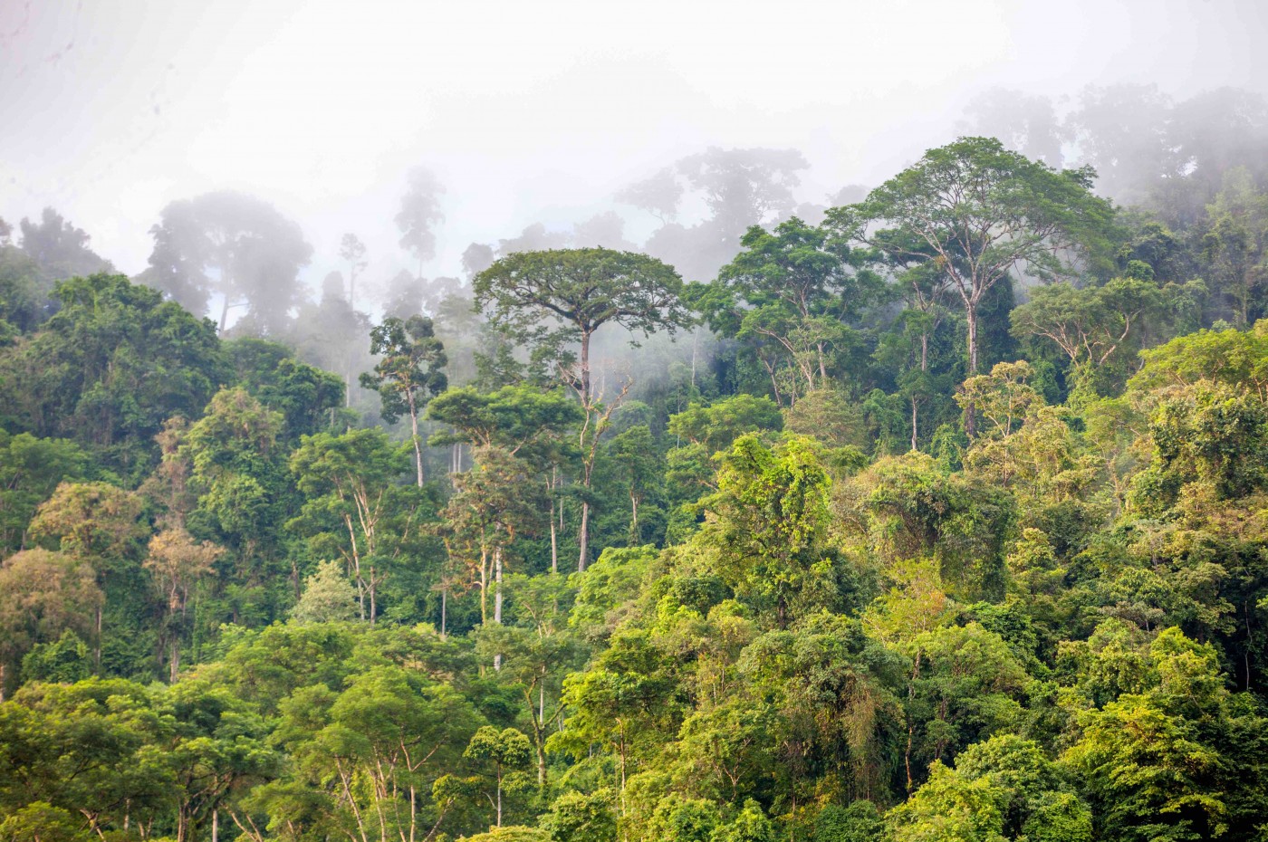 Rafiki Safari Lodge, Savegre, Costa Rica