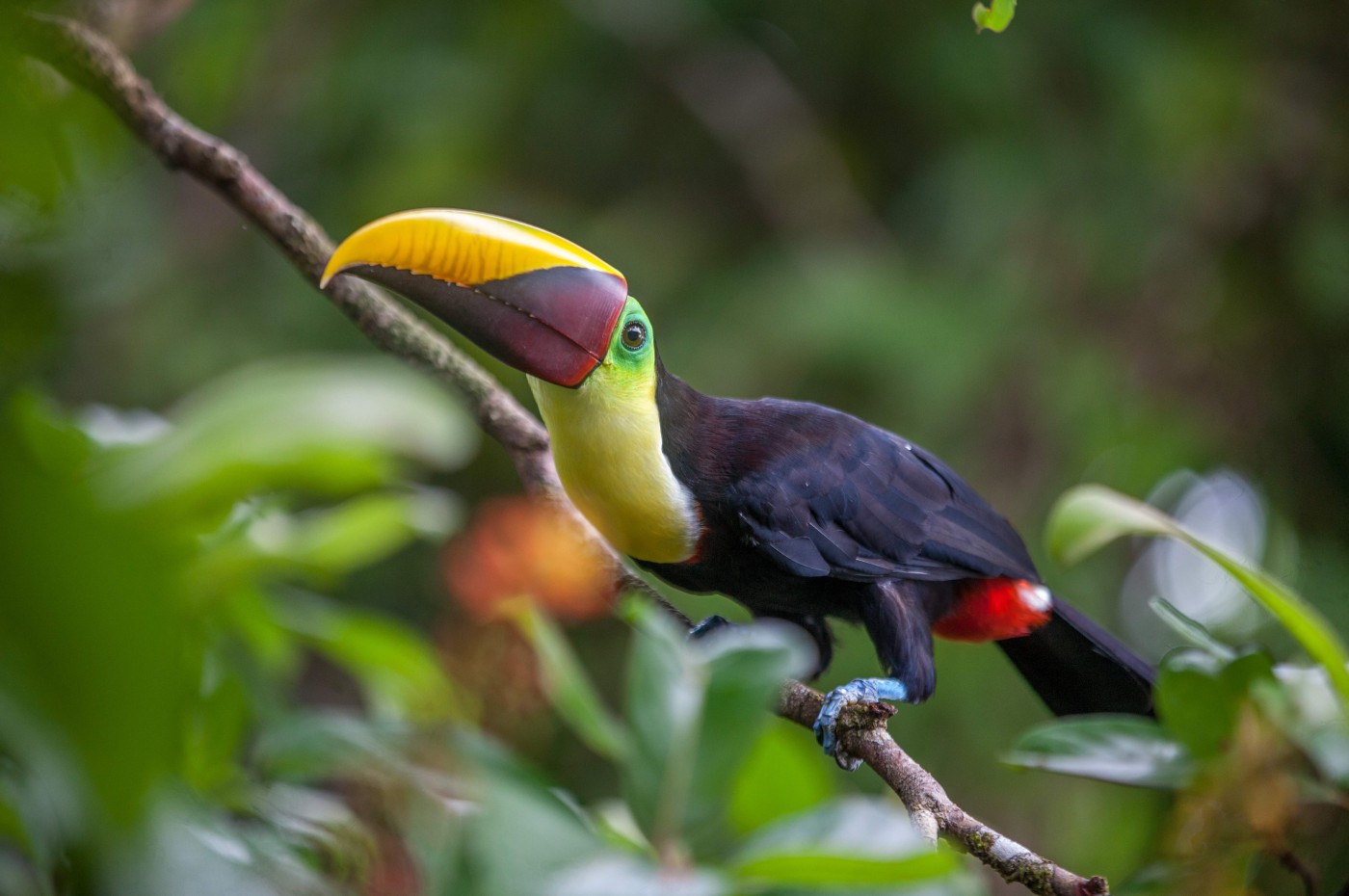 Rafiki Safari Lodge, Savegre, Costa Rica