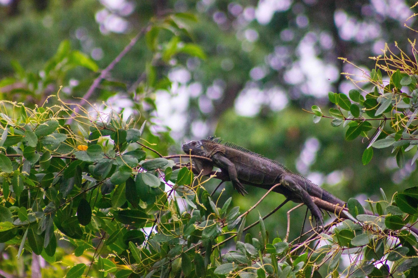 Talamanca-bjergene, Costa Rica
