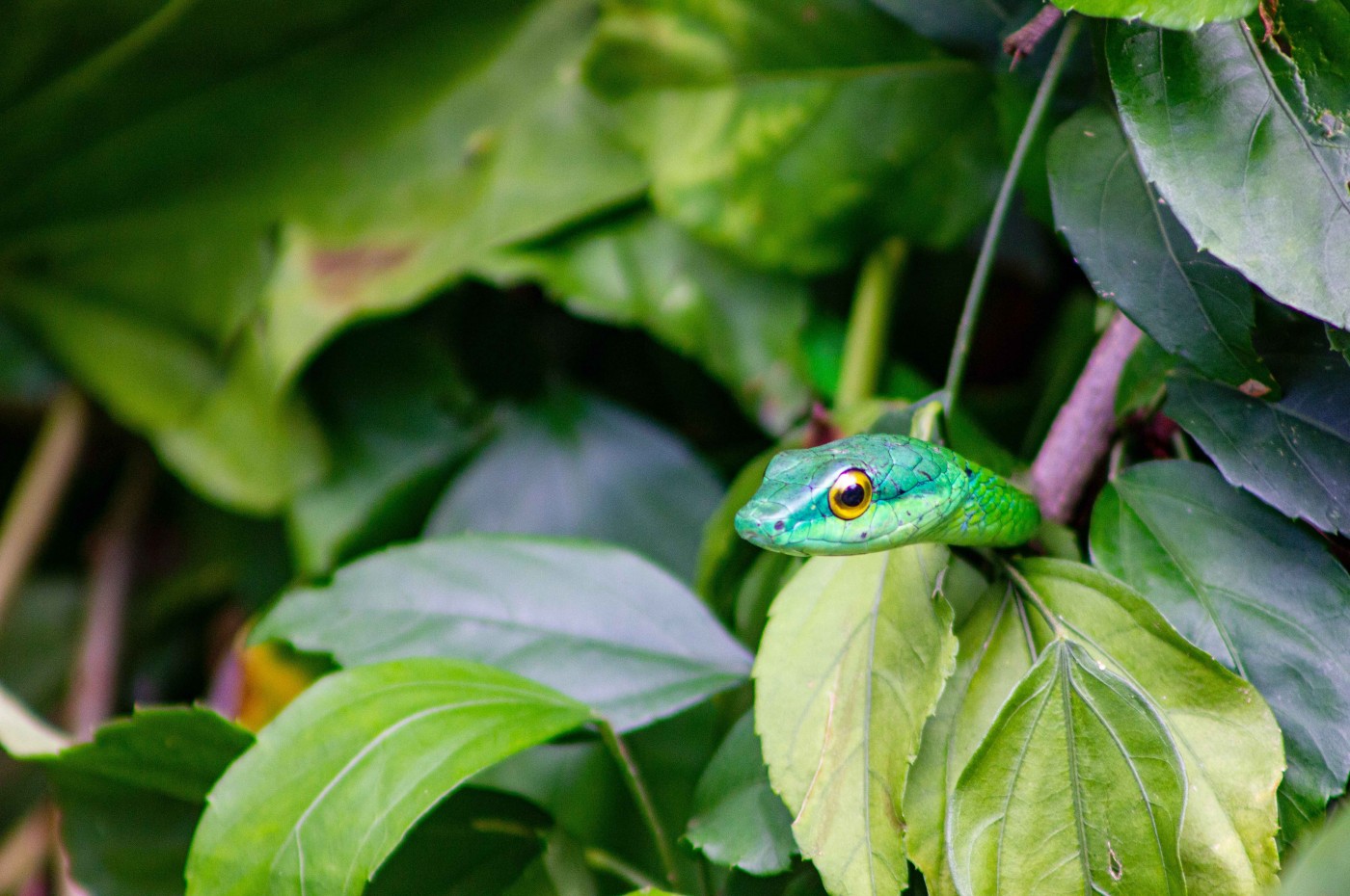 Talamanca-bjergene, Costa Rica